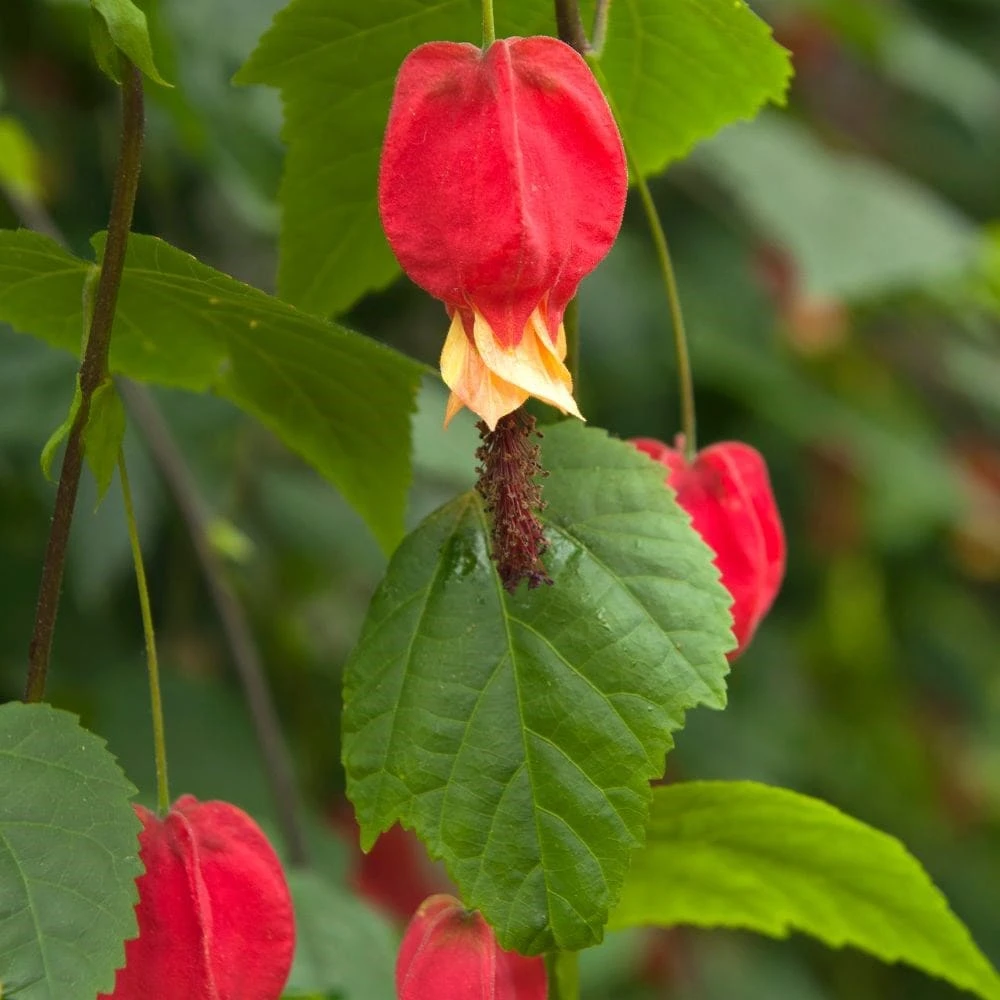 Abutilon Megapotamicum - Image 2