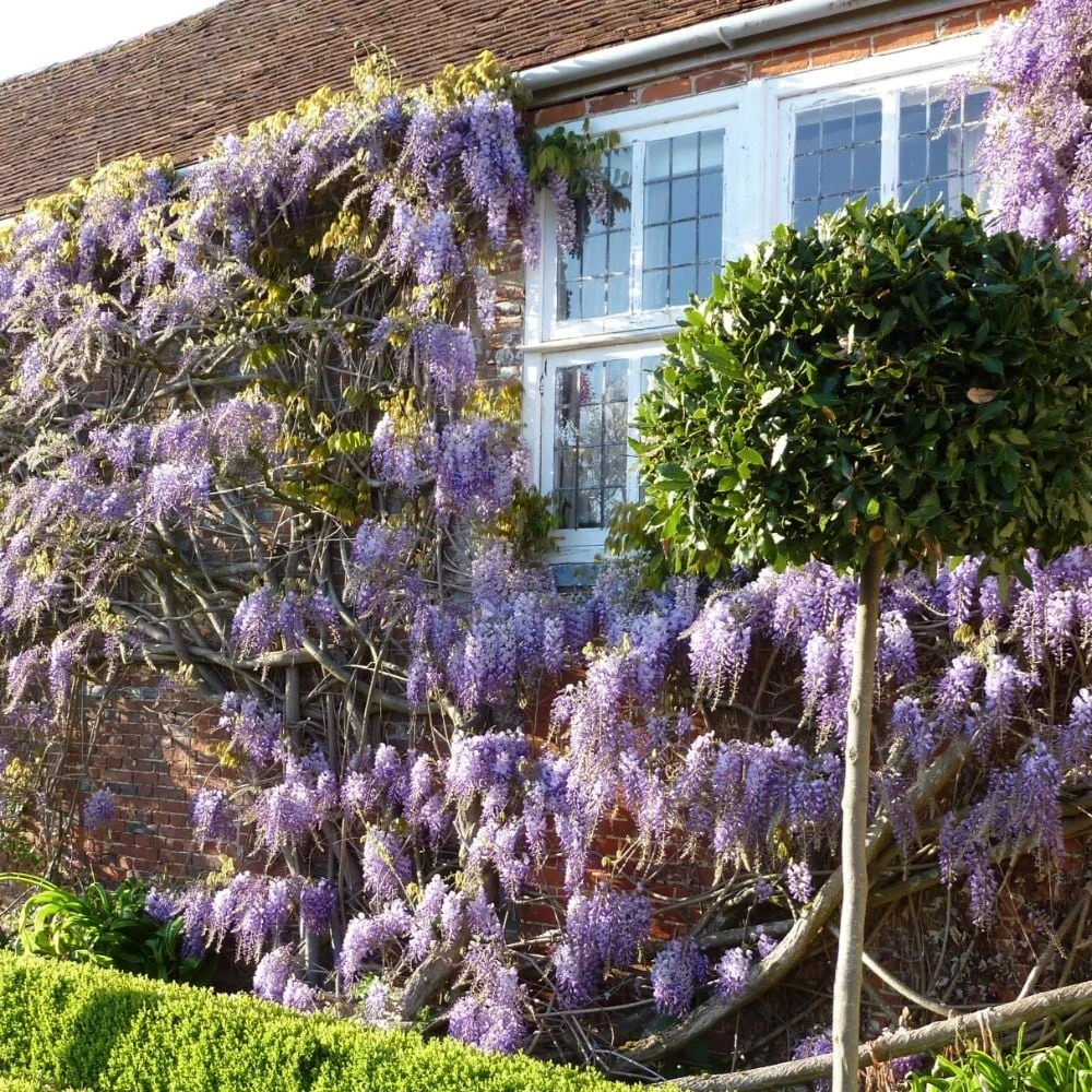 Wisteria Sinensis - Image 2