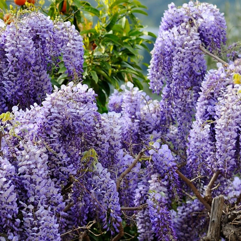 Wisteria Sinensis - Image 3