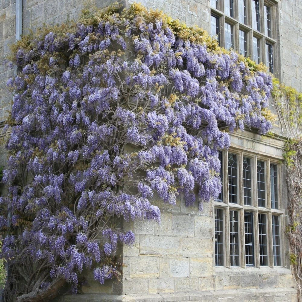 Wisteria Sinensis - Image 4