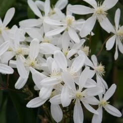 Clematis Armandi 'Snowdrift'