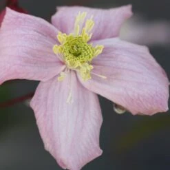 Clematis 'Elizabeth'