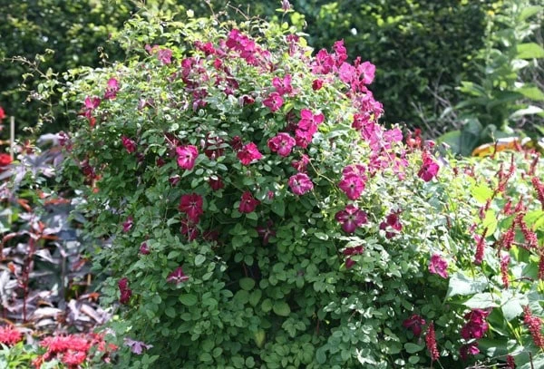 Clematis 'Kermesina' - Image 4