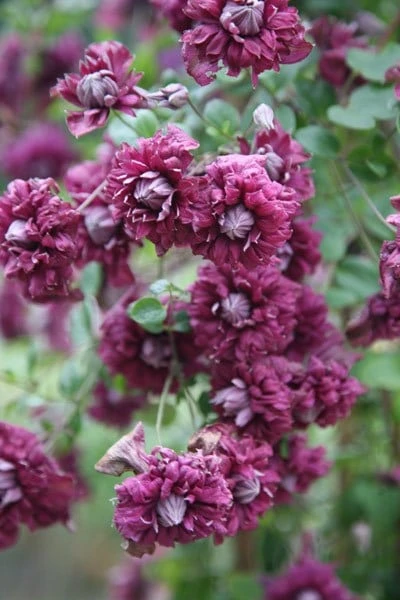 Clematis 'Purpurea Plena Elegans' - Image 3