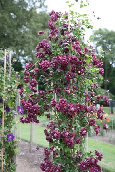 Clematis 'Purpurea Plena Elegans' - Image 4