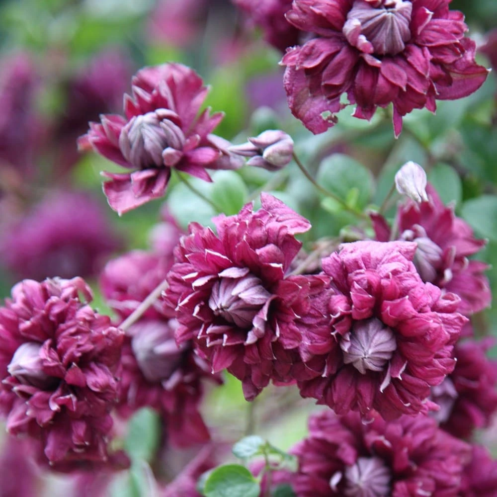 Clematis 'Purpurea Plena Elegans' - Image 5
