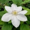 Clematis 'Marie Boisselot'
