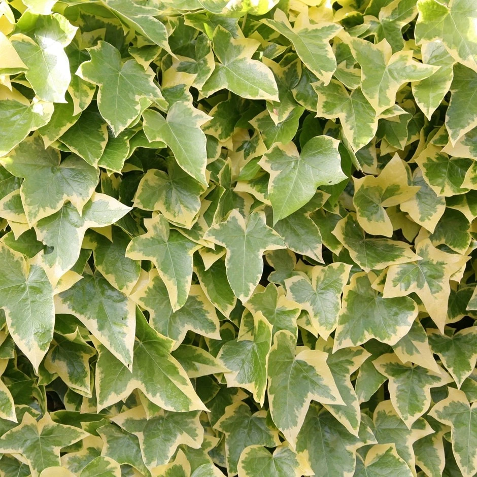 Hedera Helix 'Goldchild'
