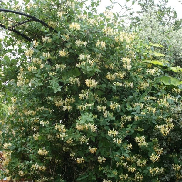 Lonicera Japonica 'Halliana' - Image 2