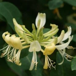 Lonicera Periclymenum 'Graham Thomas'
