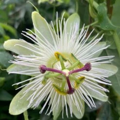Passiflora Caerulea 'Constance Eliott'