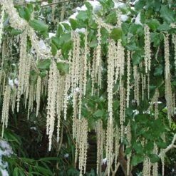 Garrya Elliptica 'James Roof'