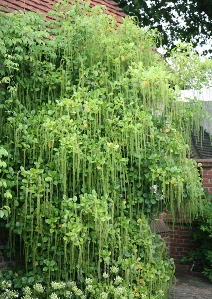 Itea Ilicifolia - Image 2