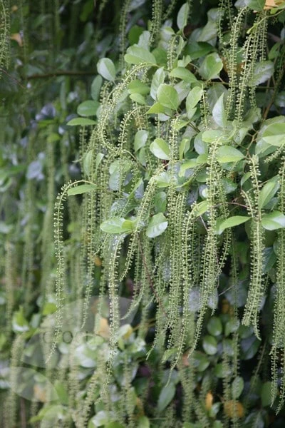 Itea Ilicifolia - Image 3