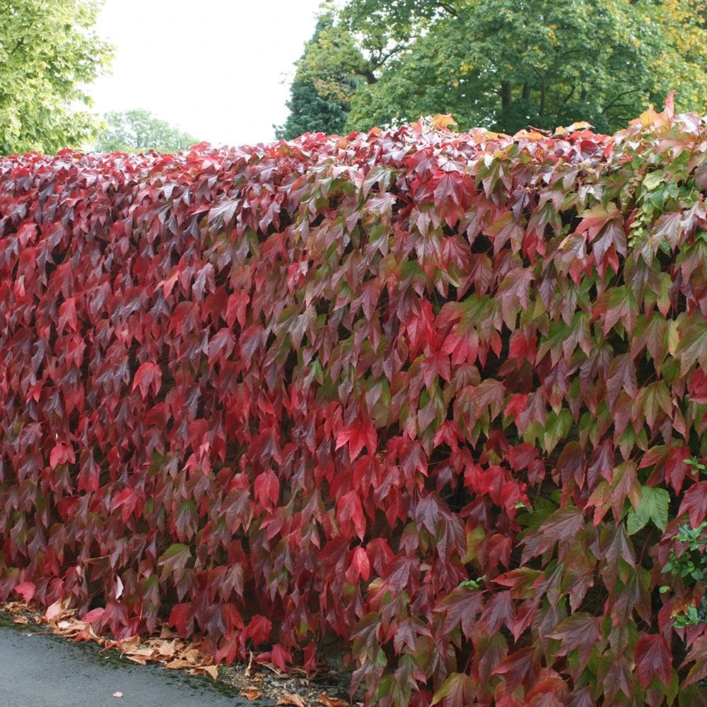 Parthenocissus Tricuspidata 'Veitchii' - Image 3