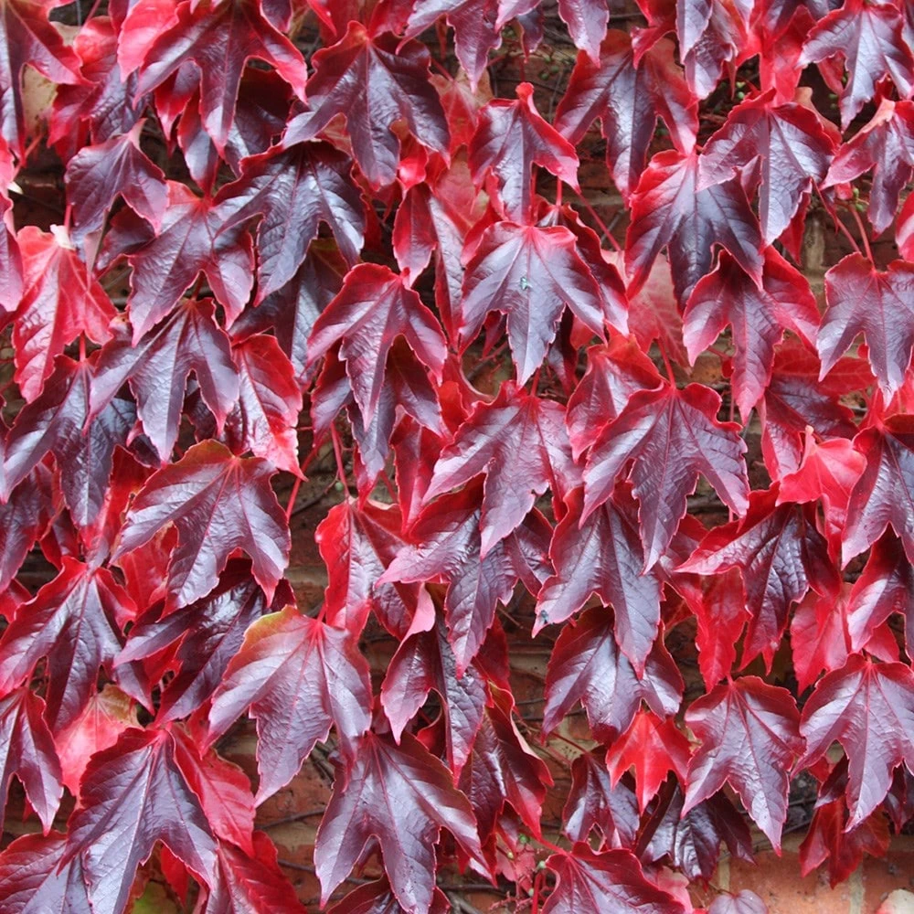 Parthenocissus Tricuspidata 'Veitchii' - Image 4