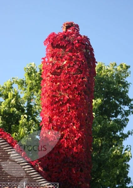 Parthenocissus Tricuspidata 'Veitchii' - Image 5