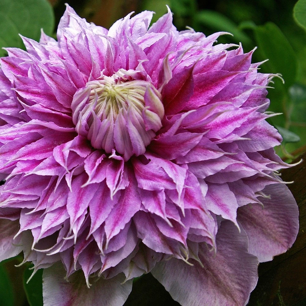 Clematis Josephine ('Evijohill') (PBR) - Image 3