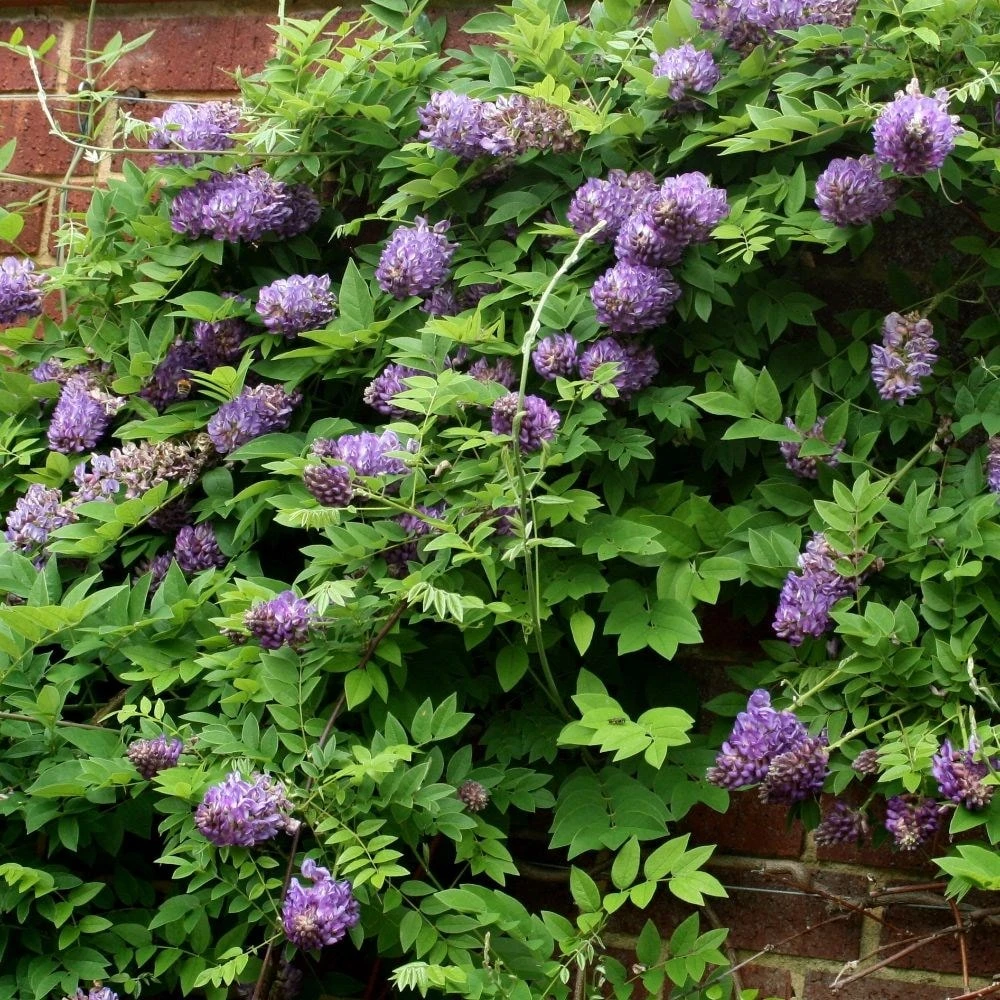Wisteria Frutescens 'Longwood Purple' - Image 2
