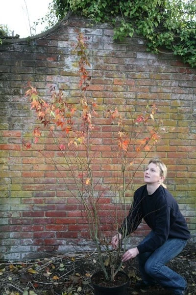 Acer Palmatum - Image 2