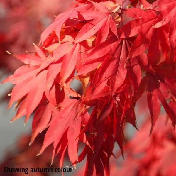 Acer Palmatum - Image 3
