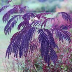 Albizia Julibrissin 'Summer Chocolate' (PBR)