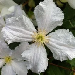 Clematis 'Prince George'