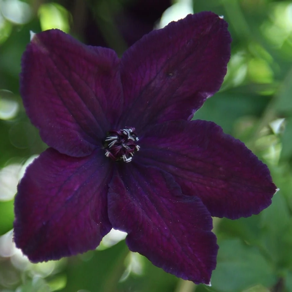 Clematis 'Dark Eyes'