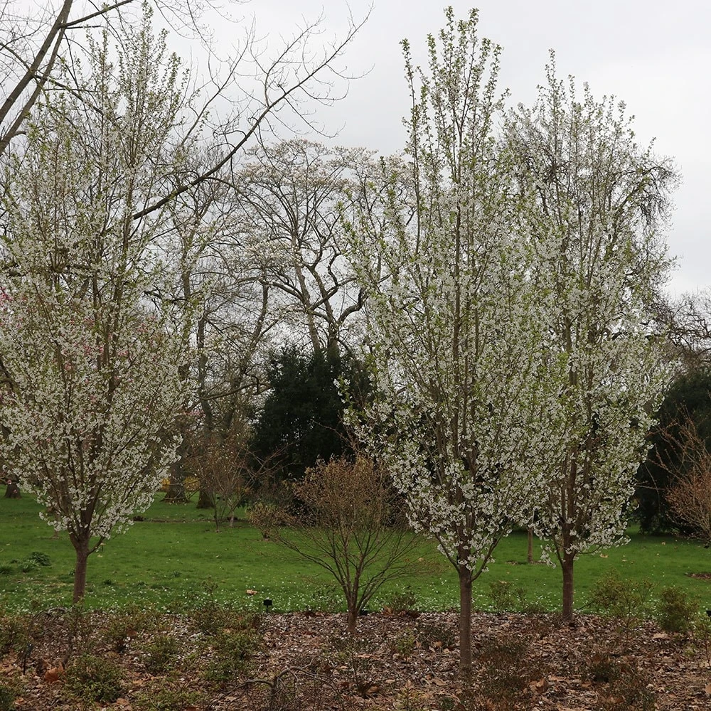 Prunus 'Snow Goose' - Image 2