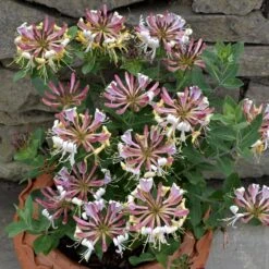 Lonicera Periclymenum 'Strawberries And Cream' ®