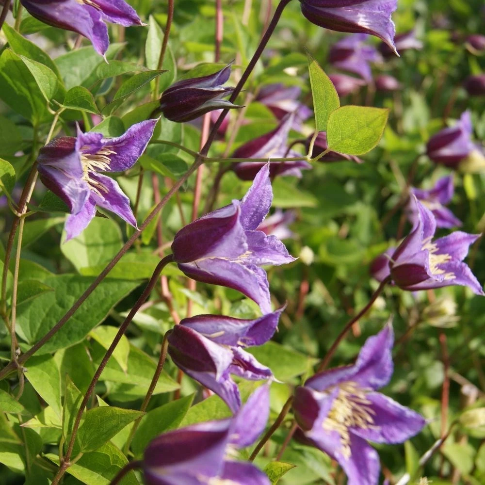 Clematis Prince William ('Zo08171') (PBR) - Image 2