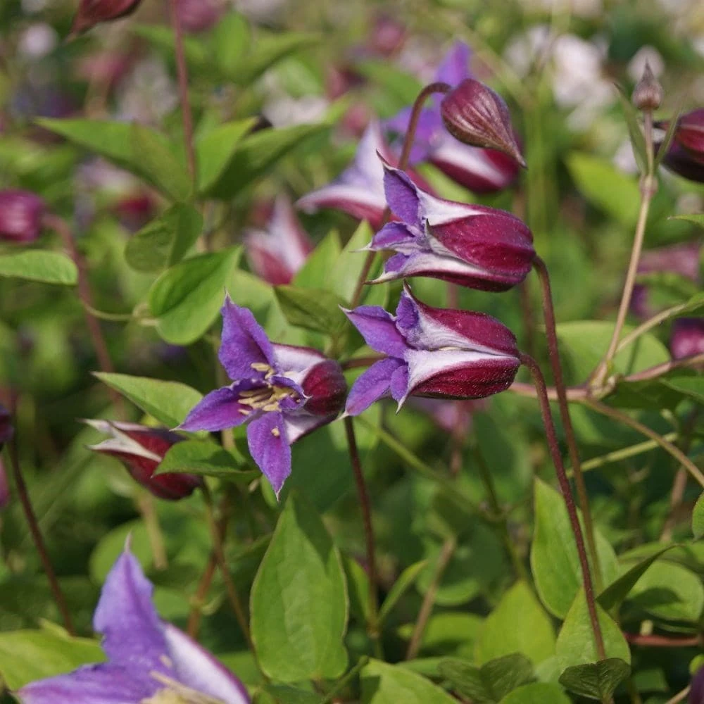 Clematis Prince William ('Zo08171') (PBR) - Image 3