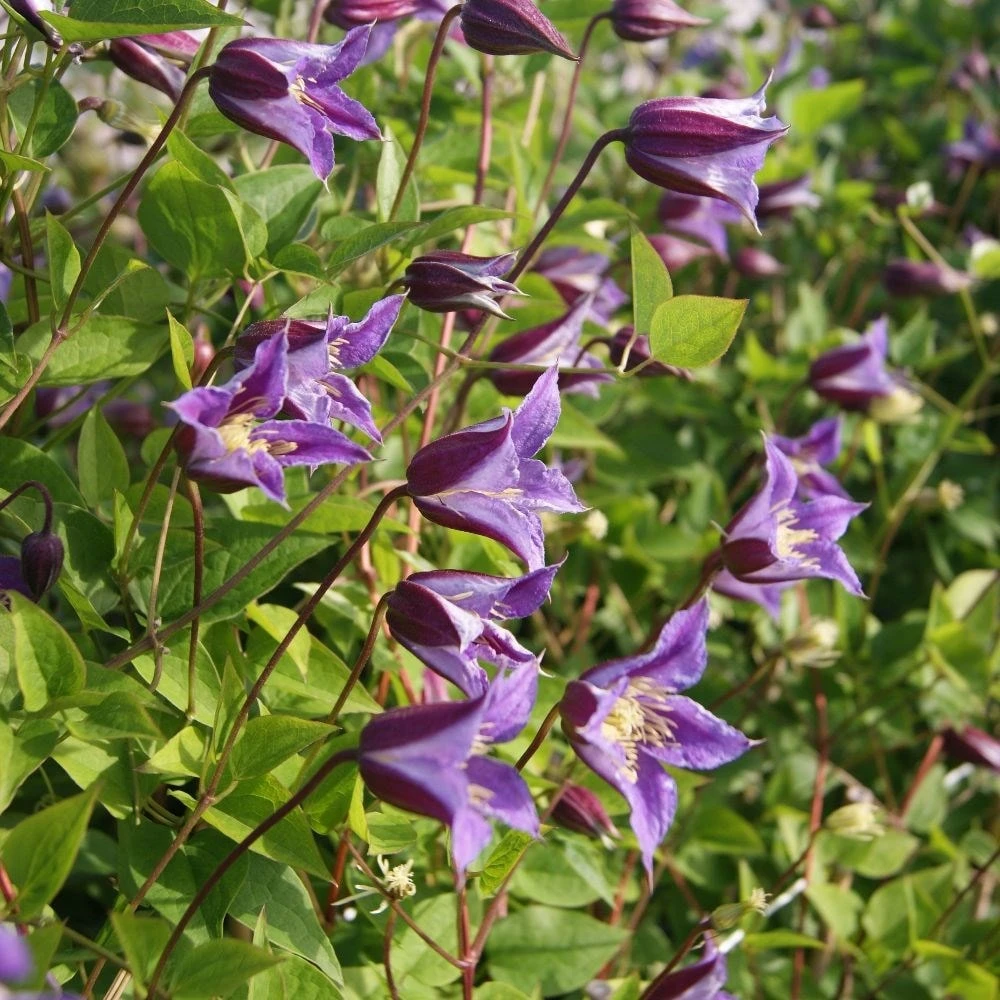 Clematis Prince William ('Zo08171') (PBR) - Image 4