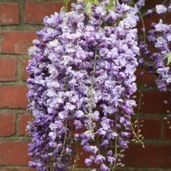 Wisteria Floribunda 'Yae-Kokuryū'