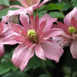 Clematis Montana 'Sunrise'