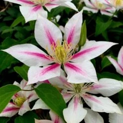 Clematis 'Andromeda'