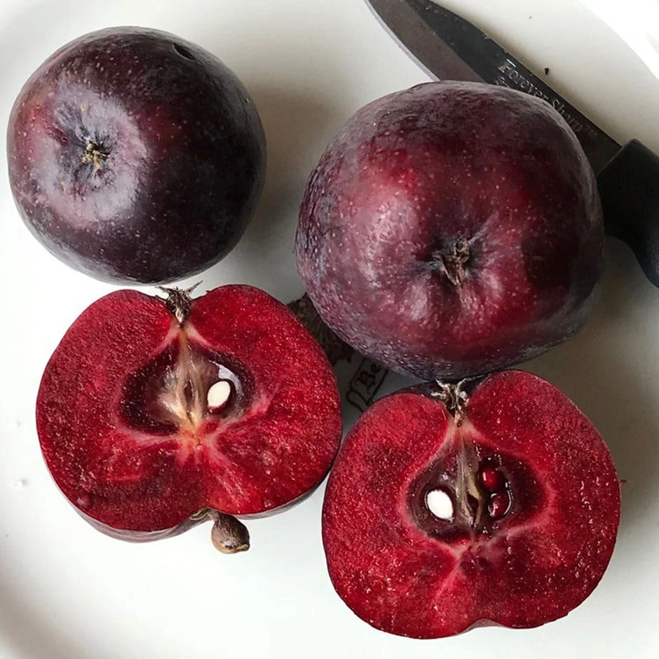 Malus 'Roberts Crab'