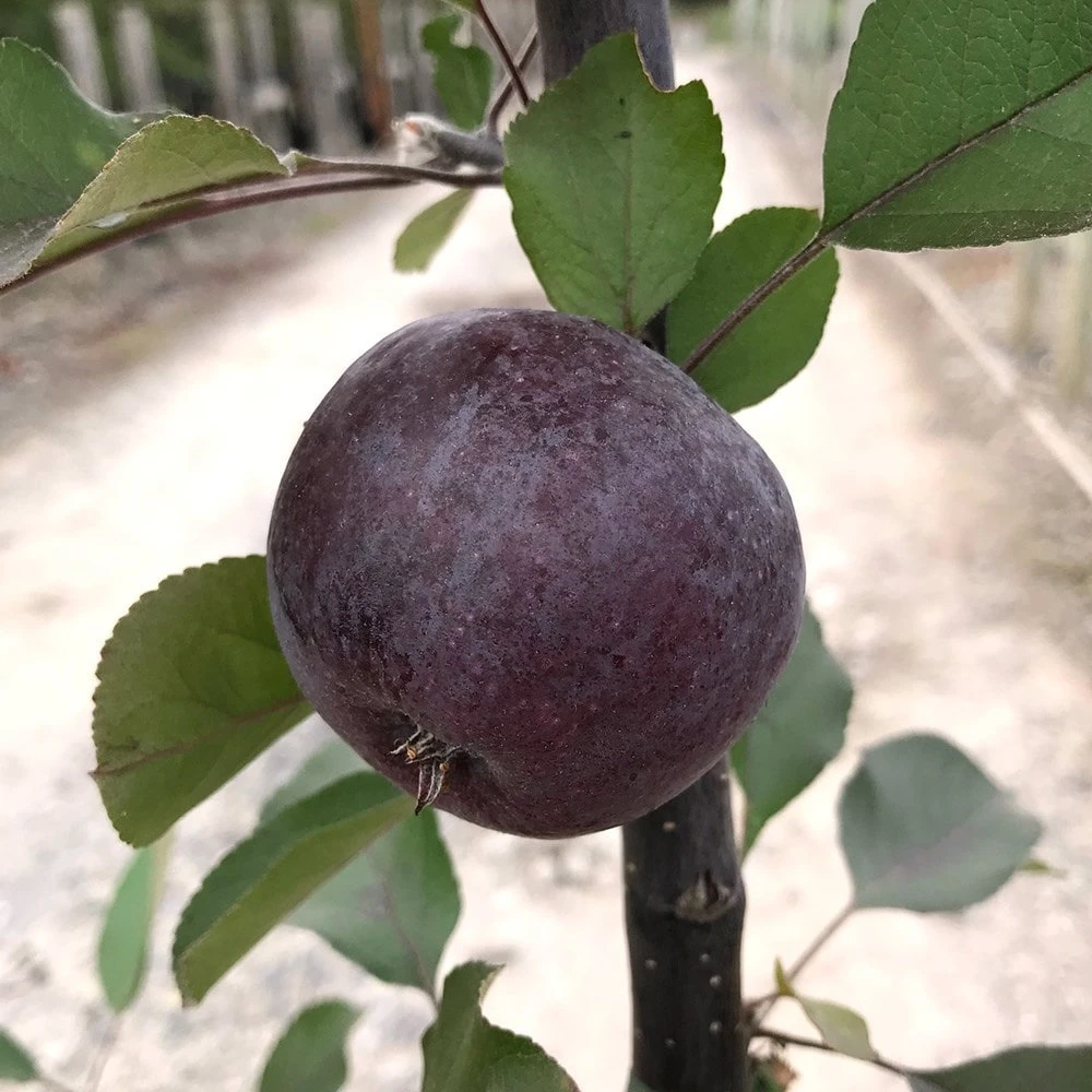 Malus 'Roberts Crab' - Image 2