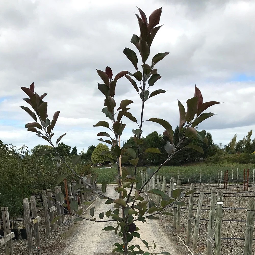 Malus 'Roberts Crab' - Image 3