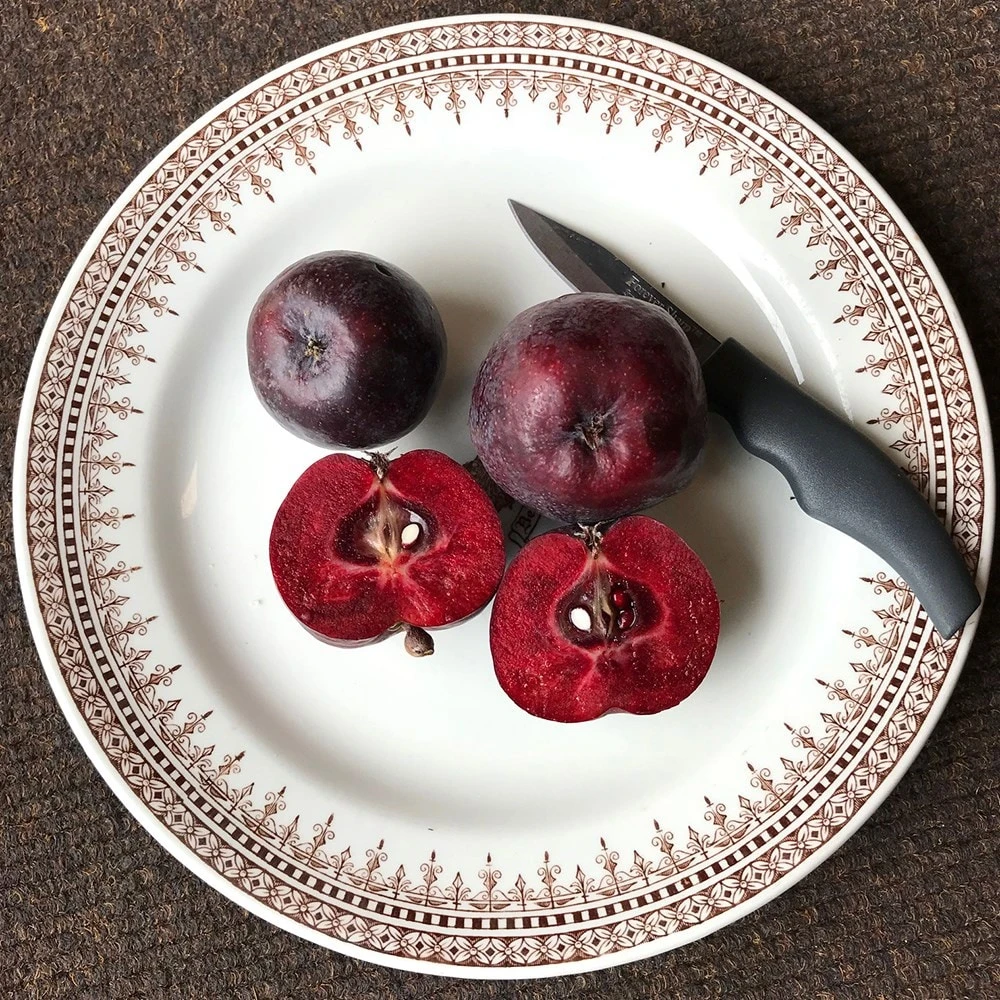 Malus 'Roberts Crab' - Image 4