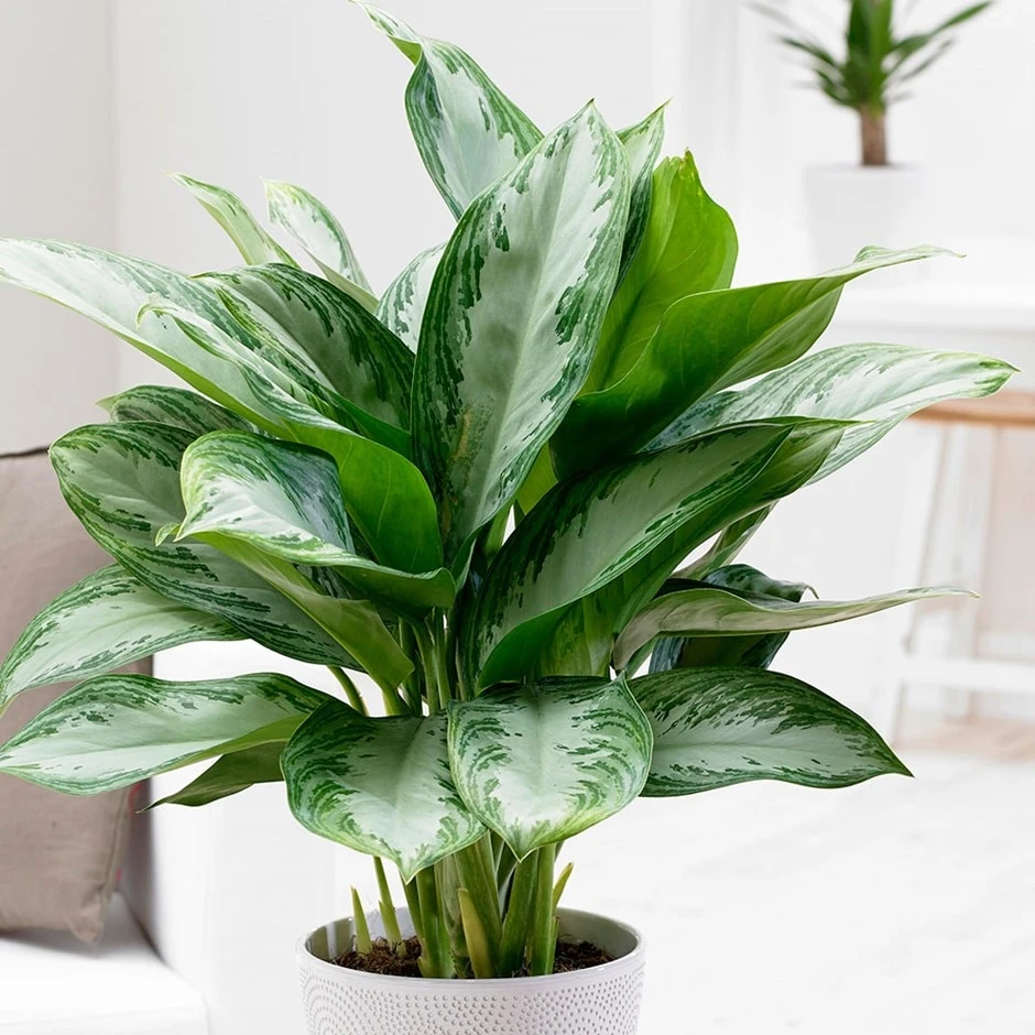 Aglaonema 'Jubilee Compacta' (PBR)