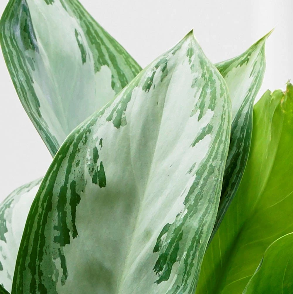 Aglaonema 'Jubilee Compacta' (PBR) - Image 2