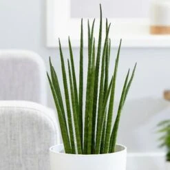 Sansevieria Bacularis 'Mikado'