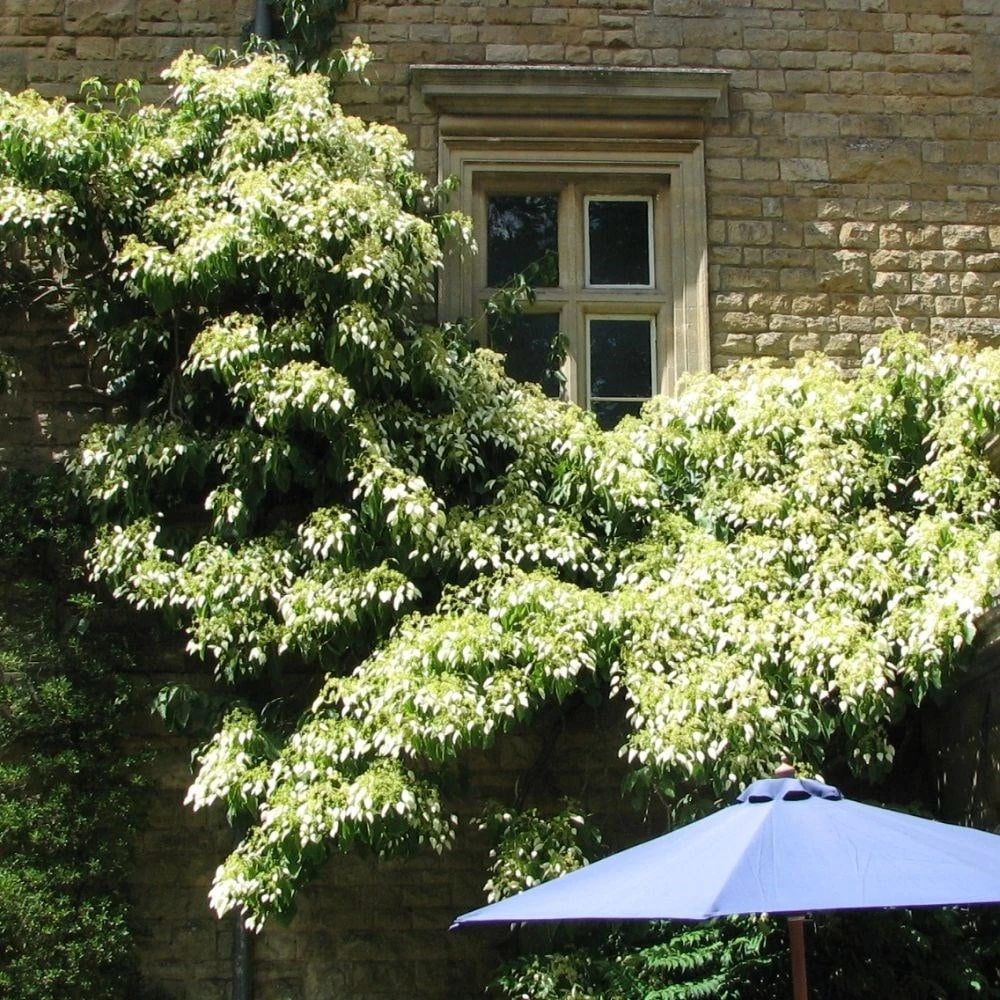 Schizophragma Fauriei 'Angel Wings' - Image 2