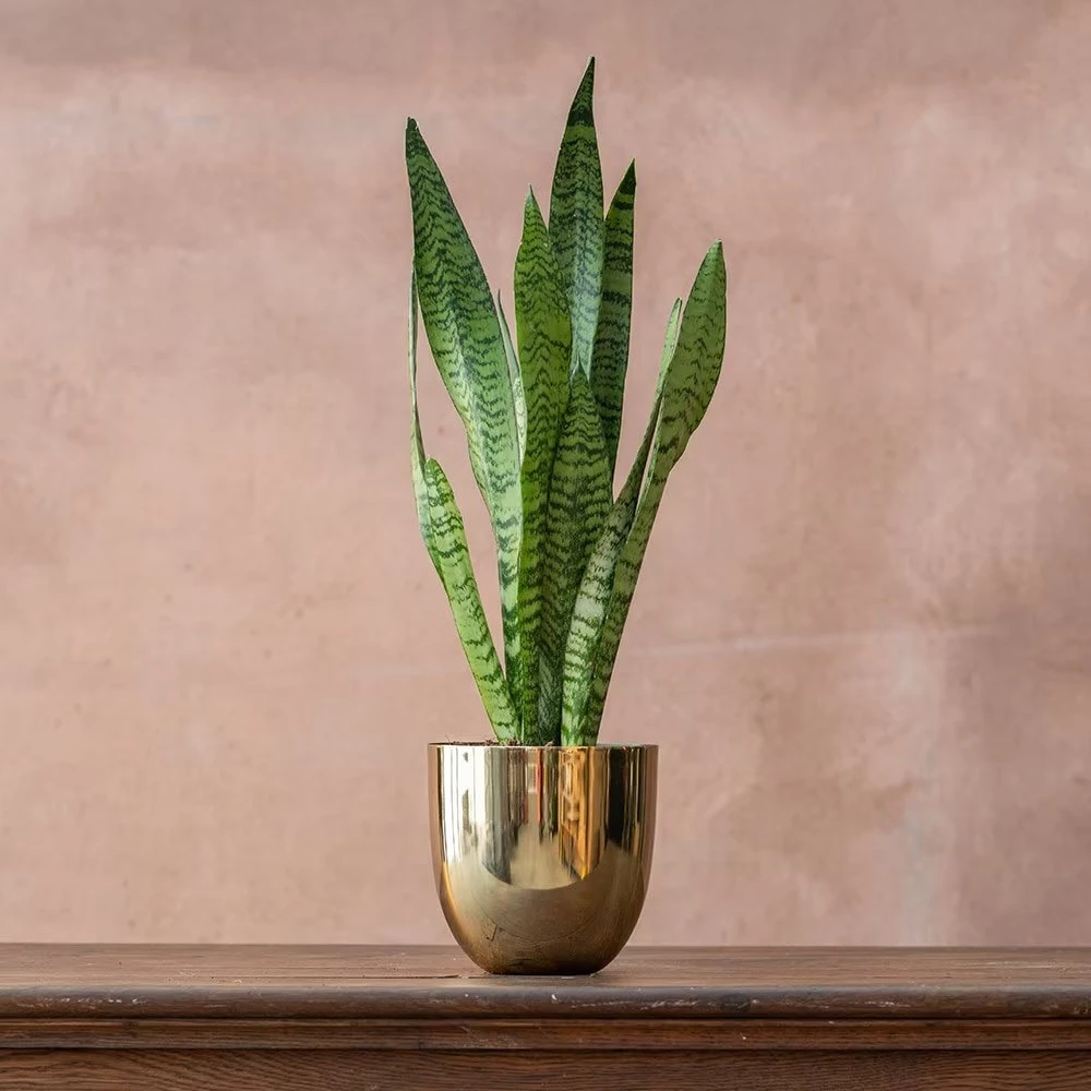 Sansevieria Zeylanica - Image 2