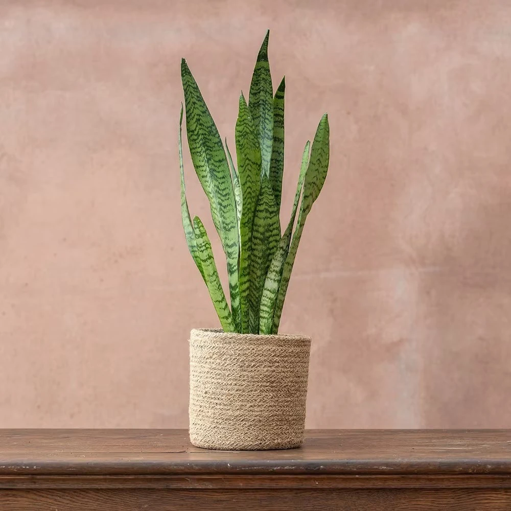 Sansevieria Zeylanica - Image 3