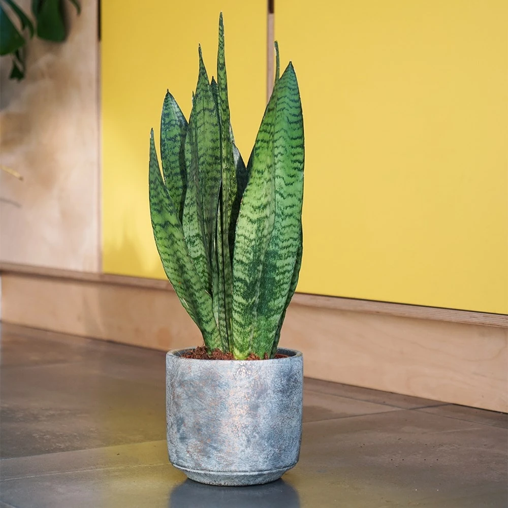 Sansevieria Zeylanica - Image 5