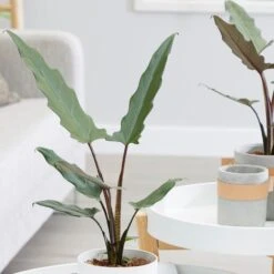 Alocasia Lauterbachiana