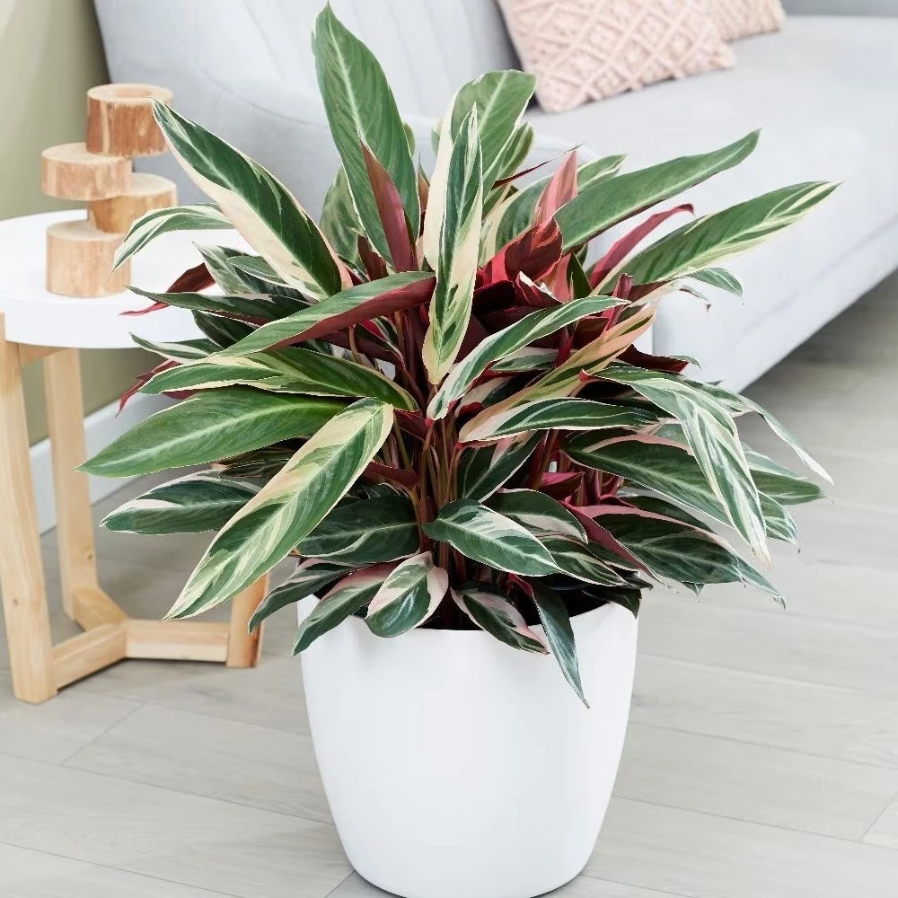 Stromanthe Sanguinea 'Triostar' (PBR) - Image 2