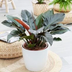 Philodendron 'Imperial Red'